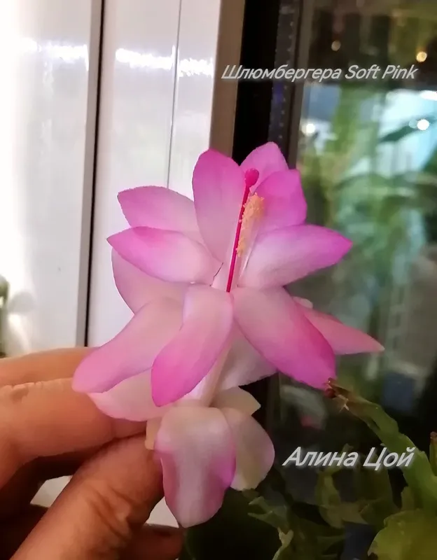 Сортовая Шлюмбергера (декабрист) С БУТОНАМИ Soft Pink. — фото 3