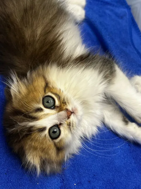 Scottish fold 3oylik latoka organgan kormga otkan