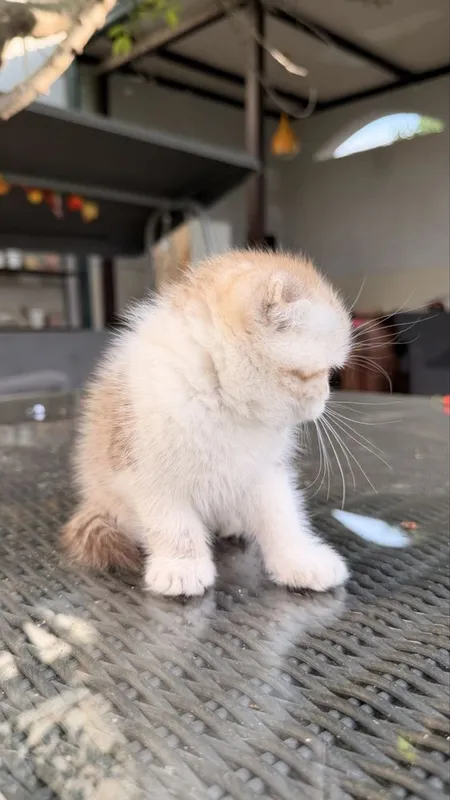 Котёнок 2,5месяца породистый вислоухий — фото 5