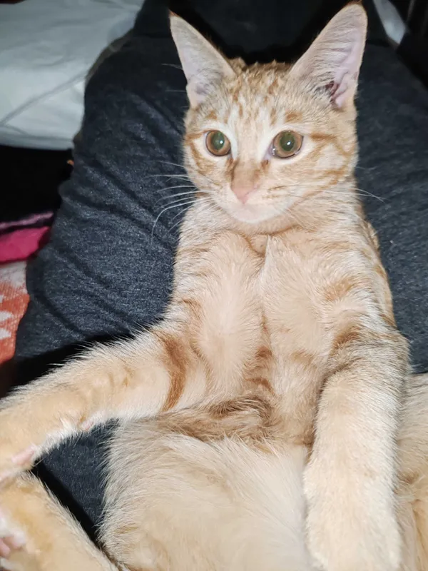 Котенок 5мес домашний — фото 2