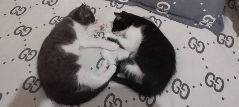 кошки 1