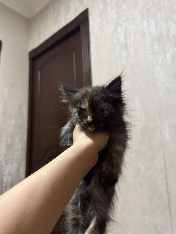 Котята в добрые руки — фото 2