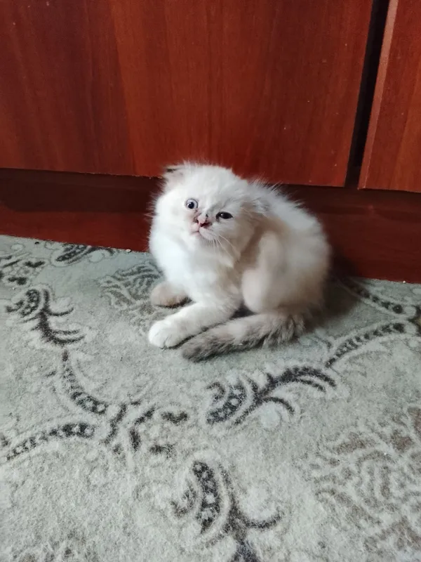 Продаются котята 4 Продаются котята 4