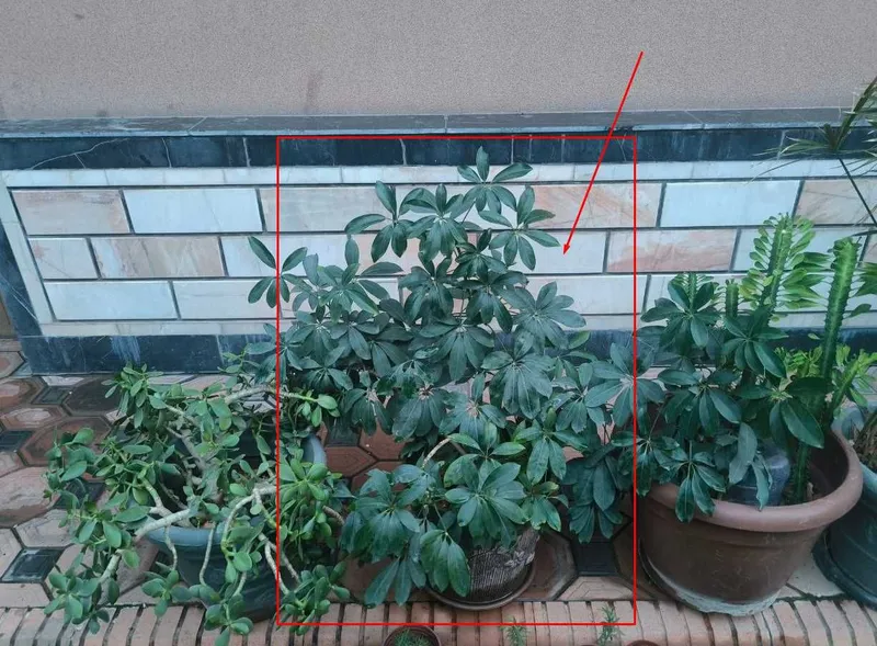 Цветы для дома Australia umbrella tree (Шеффлера лучелистная) — фото 1