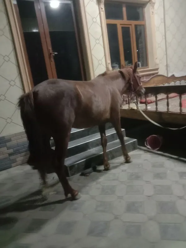 Продается лошадь Мода 3