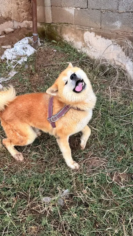 Akita Inu Erkak 2 yosh — фото 2