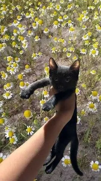 Отдам клочт бесплатно 2