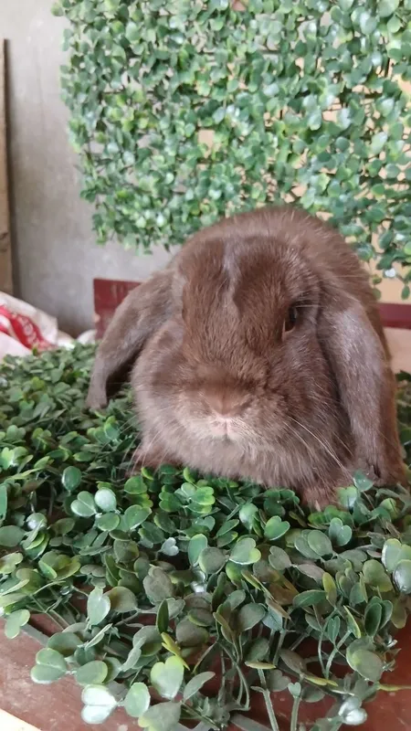 Quyon Karlik Banan