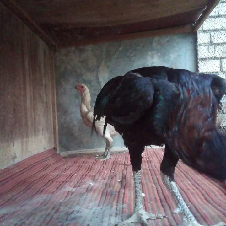 Ganoy dagan zot toza narsala qiziqanla tuhumlari bor — фото 4