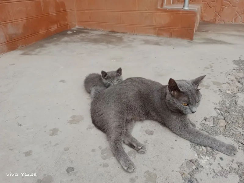Uy mushuk zodli latoni biladi 2 oyli 7