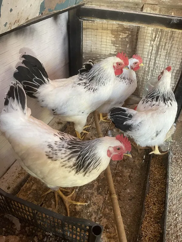Adler Silver 5 oylik Xo’rozlari 2