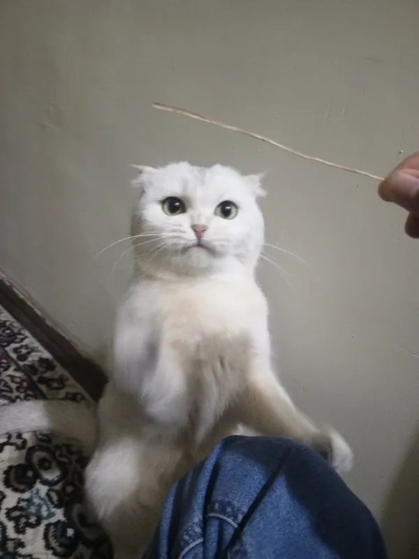 Шотландская вислоухая кошка (беременная, скрещена с британцем) — фото 3