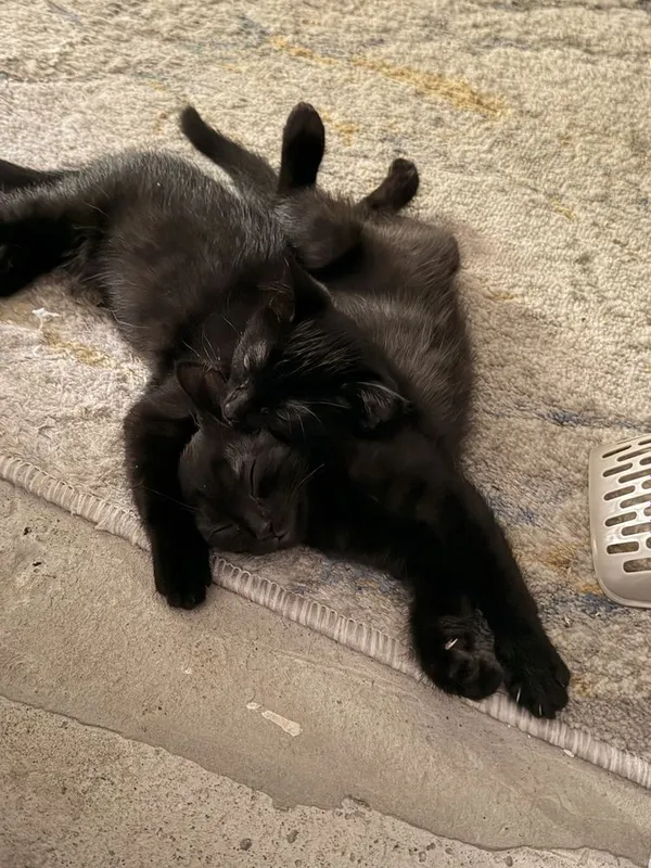 Чёрные котята от персидской кошки в добрые руки 1 Чёрные котята от персидской кошки в добрые руки 1