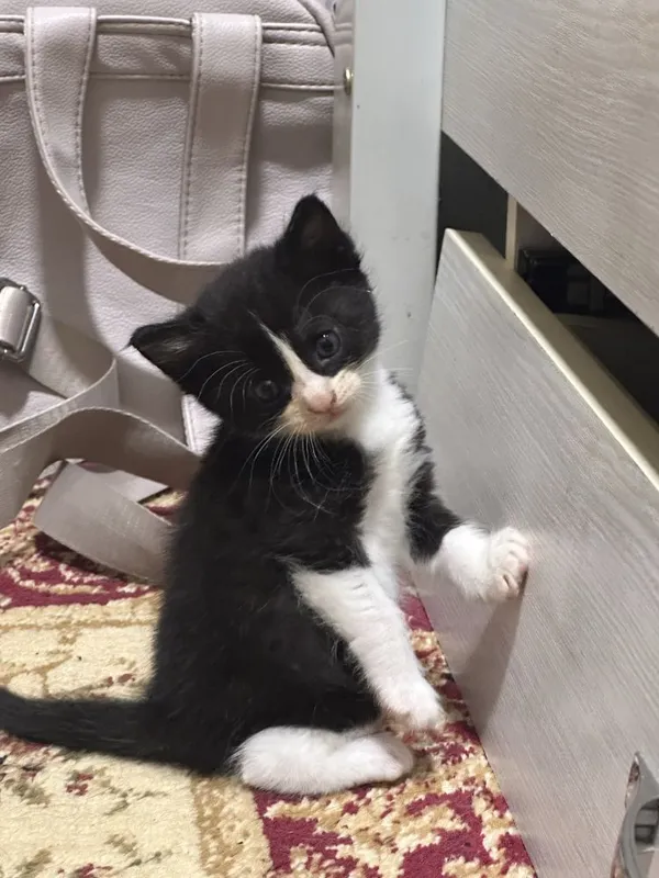 Продаю котят 1 месяц — фото 3