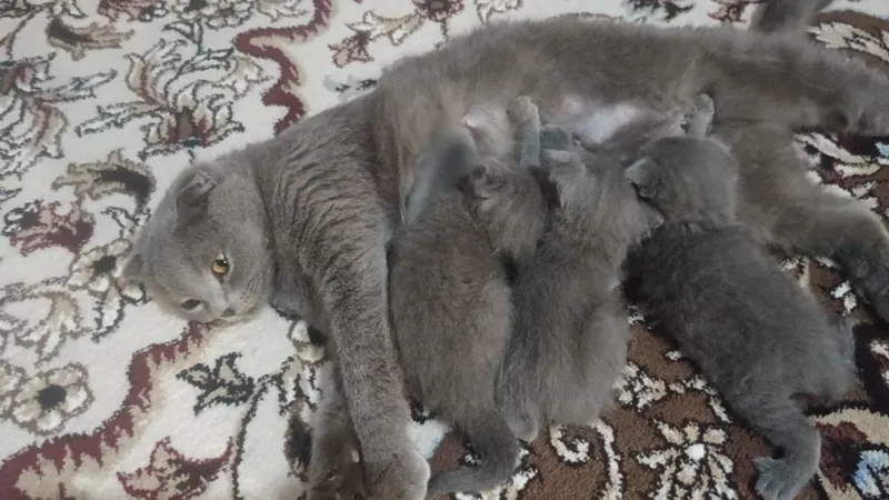 Продам породистого котята очень милый 500000т — фото 3