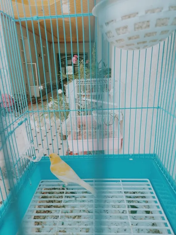 Kanareka nar limon 6 Kanareka nar limon 6