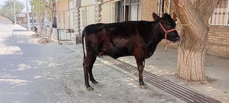 Angus sigir sotiladi 1-chi qorin 8L sutibor 4