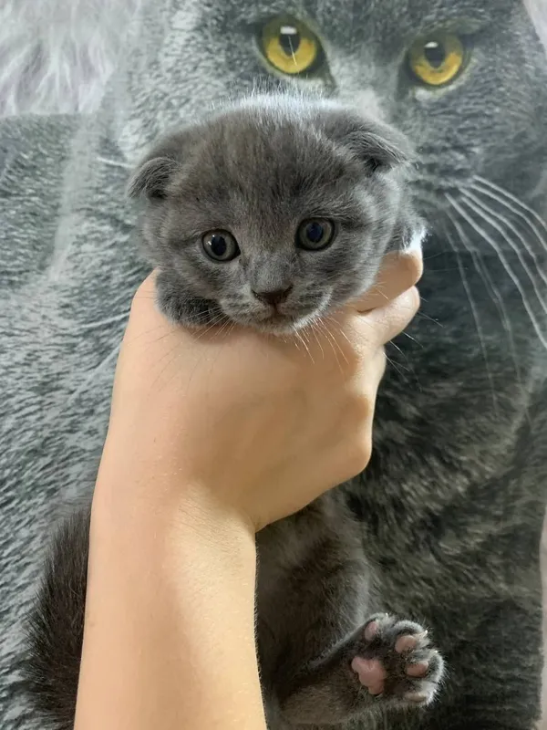 Продаются котята скоттиш фолд и скоттиш страйт — фото 2