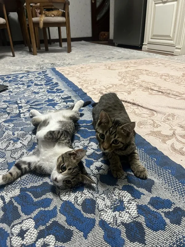 2 мальчика котёнка 1