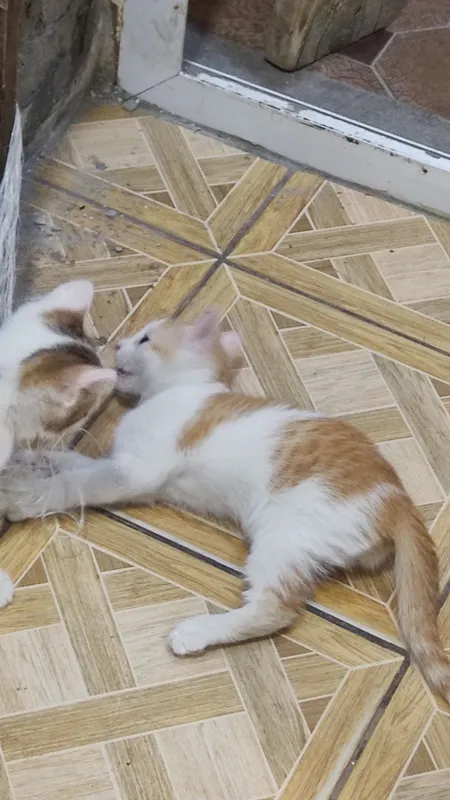 Котята, в хорошие руки — фото 2