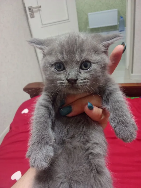 Котят страйд СОТИЛАДИ 1