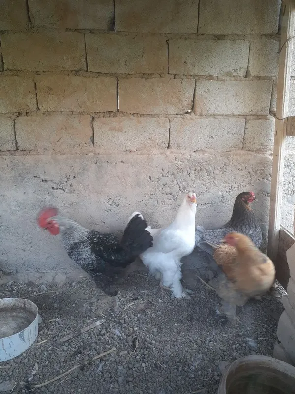 Xonaki tovuqlar sotiladigan donasi 120 mingdan. 7 dona bor 6 tovuq 1 x 3
