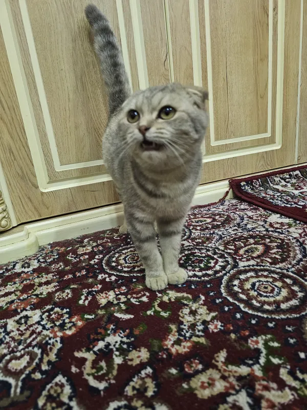 mushuk scottish fold oylik toza ozoda 3
