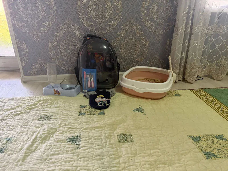 всё для кошек