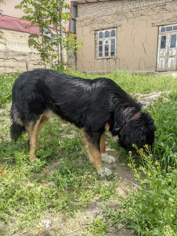 Yaxshi qo‘llarga beraman 6