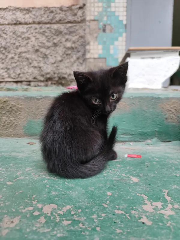 Черный котёнок, 1,5 месяца