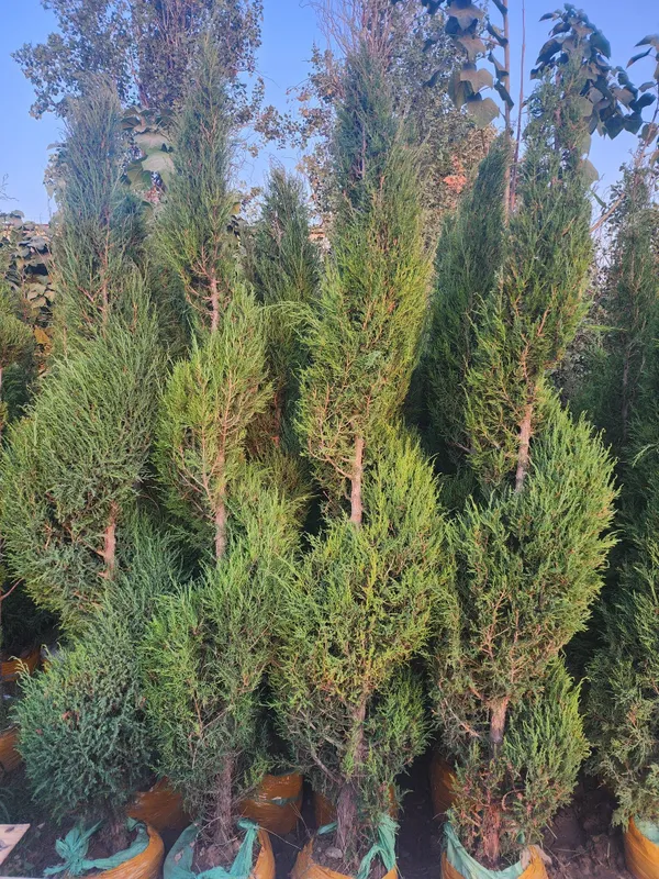 Xar xil turdagi kuchatlar bor boshlangʻich narx 70 mingdan — фото 3