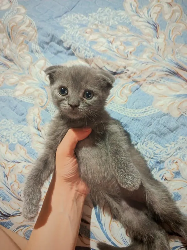 Продам котят 2 Продам котят 2