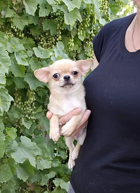 Silliq junli chihuahua bolasi 5 Silliq junli chihuahua bolasi 5