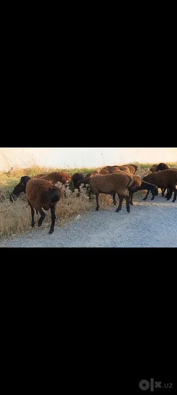 Toza qoli hsori simjun kashtan varyantidan 3 Toza qoli hsori simjun kashtan varyantidan 3