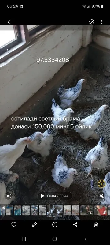 Светлая брама чистокровка Светлая брама чистокровка
