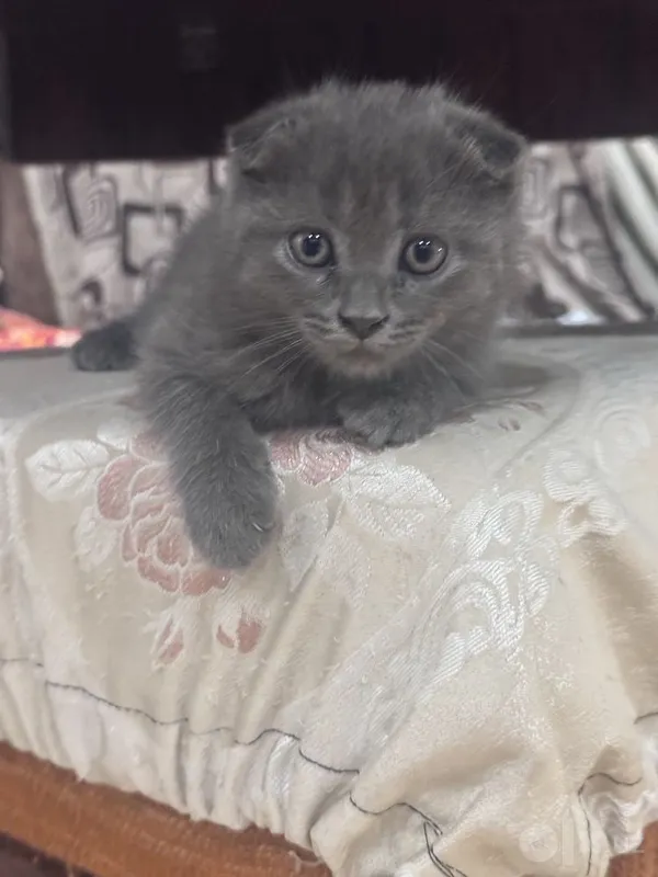 Продаются кошечки 2 Продаются кошечки 2