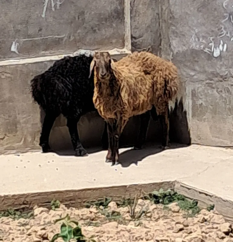 Qochqor yemlashga ayor Husori va arashan qochqor