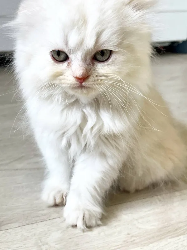 Продаются Scottish Fold — фото 3