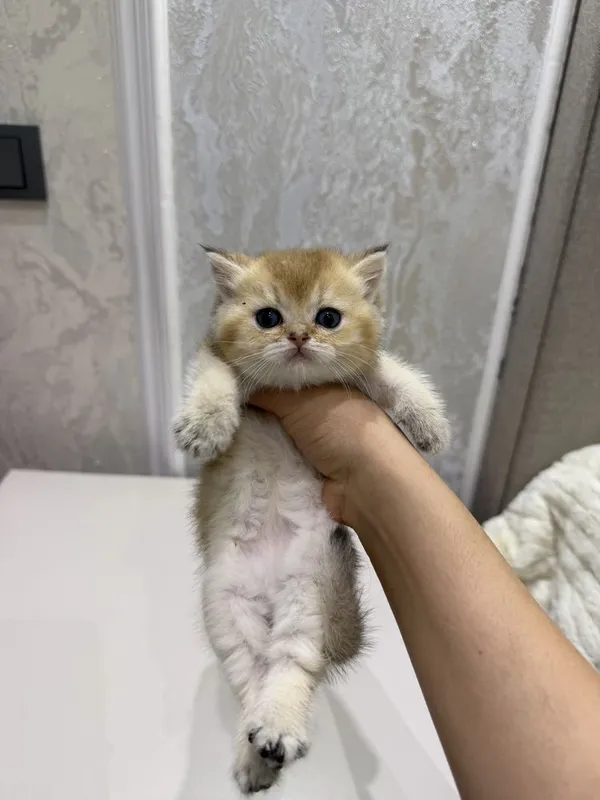 Золотая шиншилла — фото 3