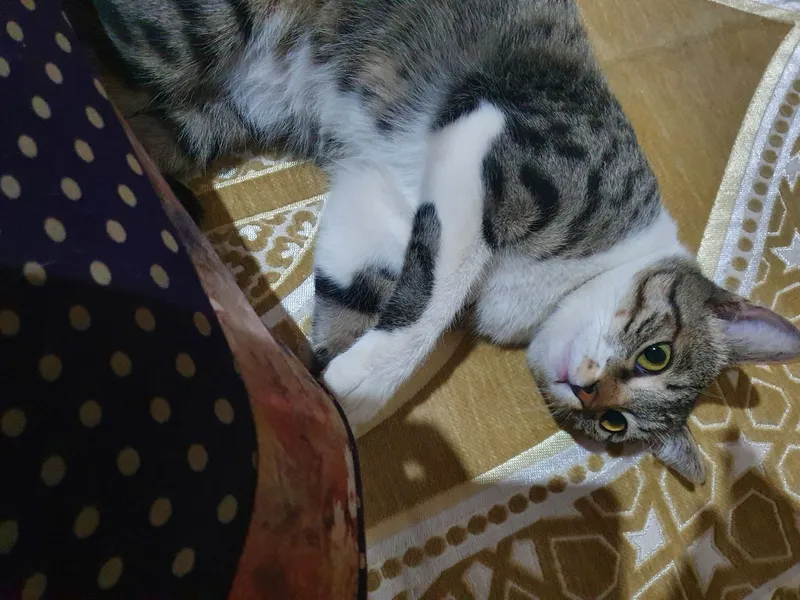 Котята с добрыми сердцами, полными любви 4 Котята с добрыми сердцами, полными любви 4