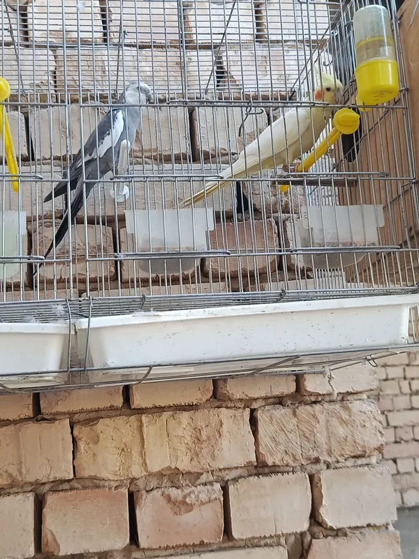 Karela sotliladi 5
