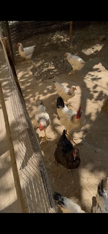 Adler xoroz tovuqla soriladi 5 6 oylik Adler xoroz tovuqla soriladi 5 6 oylik