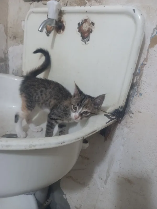 Отдам кошку в хорошие руки 2 Отдам кошку в хорошие руки 2