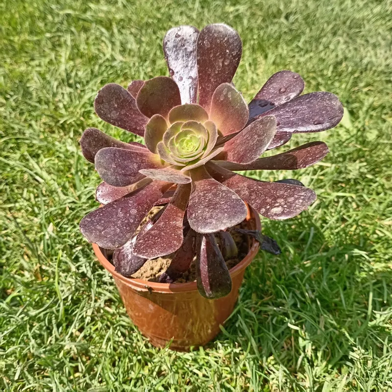 Эониум древовидный (Aeonium arboreum) — 12 см — фото 3