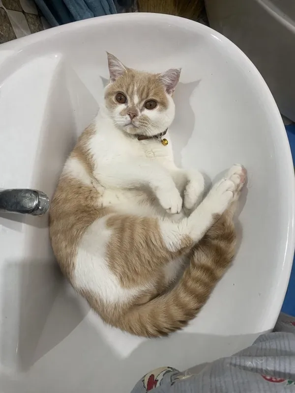 Мушук кошка пишак
