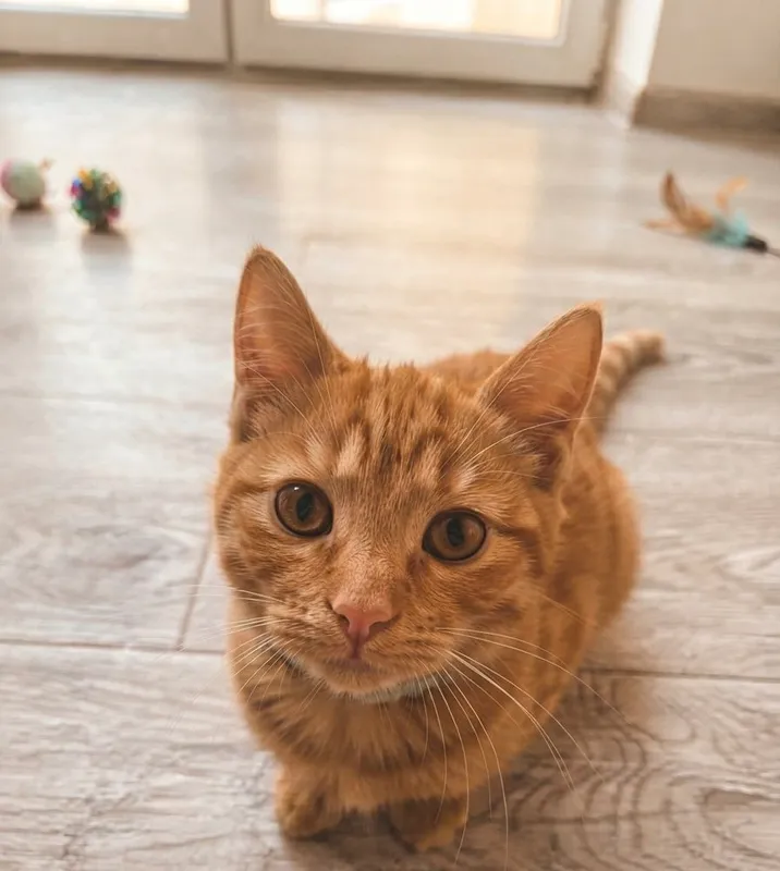 отдаём в хорошие руки кошку 3