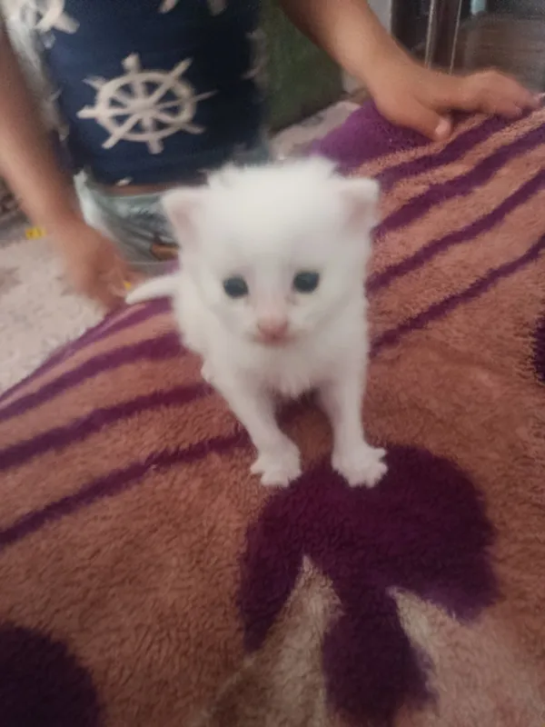 Котенок породистый 3 Котенок породистый 3