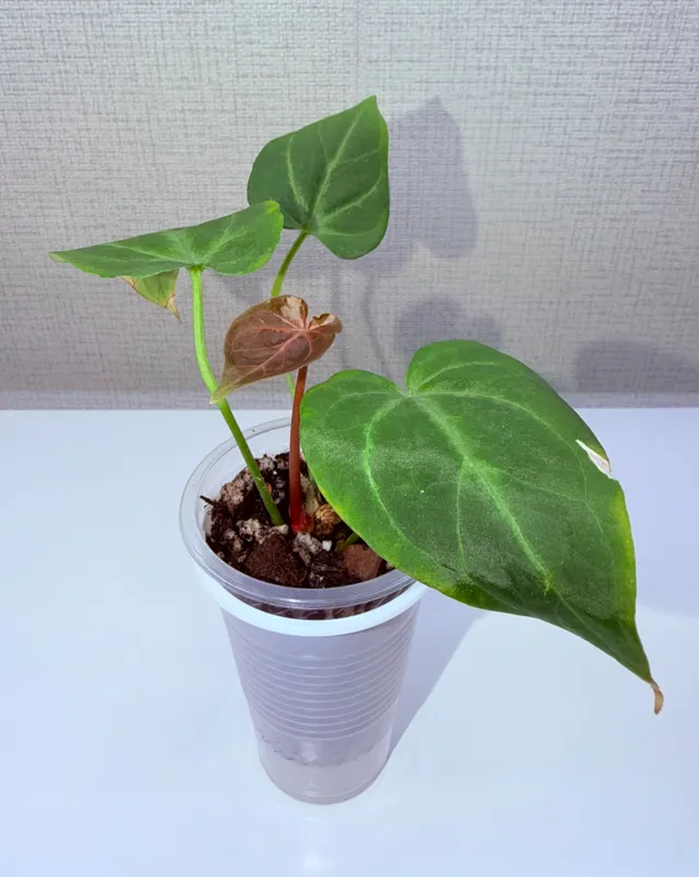 Anthurium, xona o‘simliklari 2 Anthurium, xona o‘simliklari 2