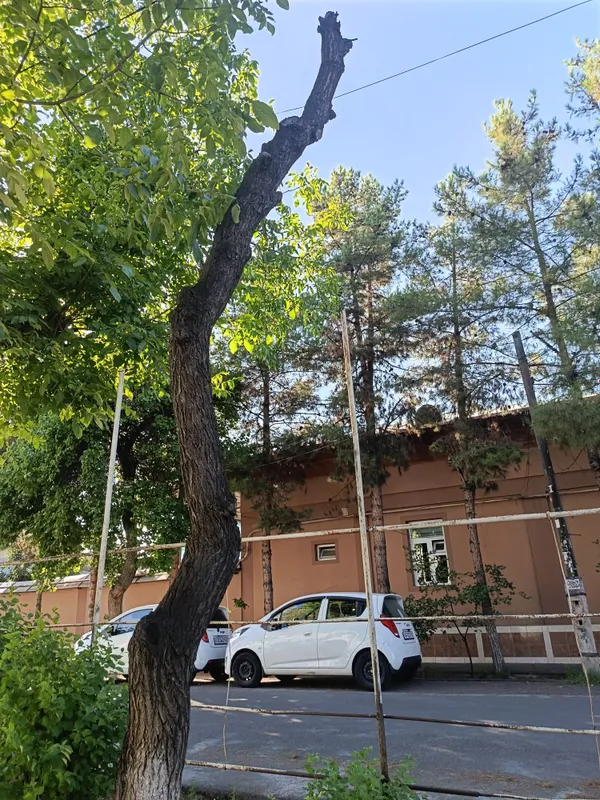 Daraxt sotiladi otinga 2