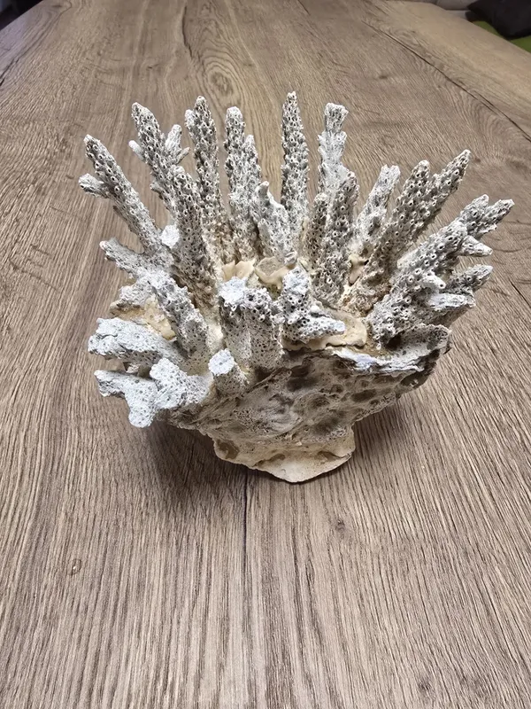 Кораллы для аквариума 2